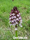 orchide
