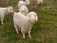 Angora