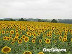 tournesol